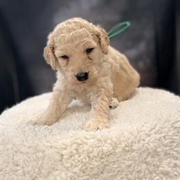 Sprite - Cream male Goldendoodle puppy in Houston, Texas from Were The Mack'Doodles