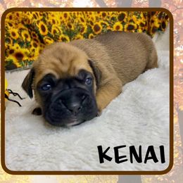 Kenai - Fawn male Boxer puppy in Cache County, Utah from Red Rock Boxers