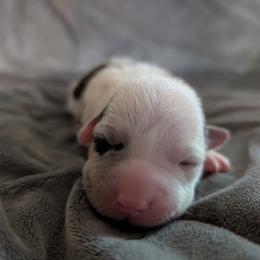 AKC Cardigan Girl 'Sunny - Blue merle and white female Cardigan Welsh Corgi puppy in Tombstone, Arizona from WeVolution Off-Grid