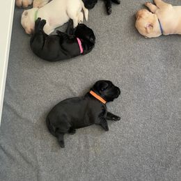 Labrador Retriever Puppies from Joy Luck Labs, LLC