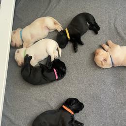 Labrador Retriever Puppies from Joy Luck Labs, LLC