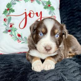 Gunner ASCA AKC - Red tri-color male Australian Shepherd puppy in Blomkest, Minnesota from Meljestic Farms