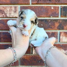 Snickers - Chocolate merle male Bernedoodle puppy in Owasso, Oklahoma from Kallams Bernedoodles & Bernese Mountain Dogs