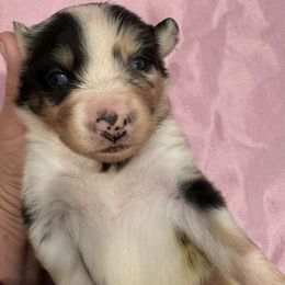 Miniature Australian Shepherd Puppies from Elsa’s lil Wiggle Butts
