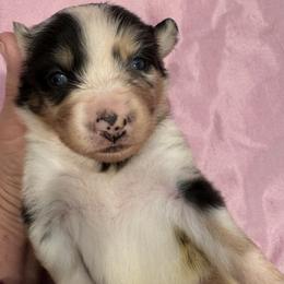 Miniature Australian Shepherd Puppies from Elsa’s lil Wiggle Butts
