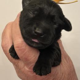 Luke - Black male Miniature Schnauzer puppy in Newburgh, Indiana from Lakehouse Miniature Schnauzers of Southern Indiana