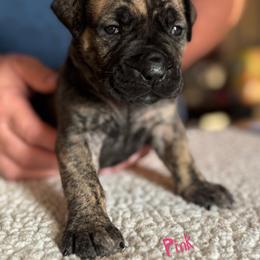 Pink collar female - Brindle female Boerboel puppy in Bon Aqua, Tennessee from Erickson Ranch Boerboels