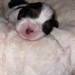 Cavalier King Charles Spaniel Puppies from Cassie’s Cavaliers
