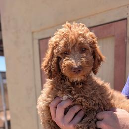 Pink collar - Apricot female Goldendoodle puppy in San Tan Valley, Arizona from Top Gun Golden Retrievers