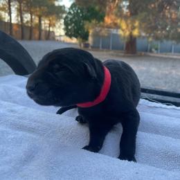 Merlot (Red) - Black female German Shepherd puppy in Pahrump, Nevada from Wachhund Kennels