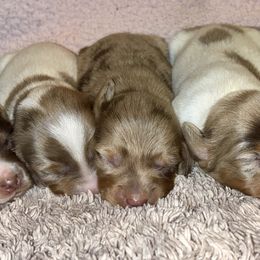 Dachshund Puppies from Whitesboro Dachshund