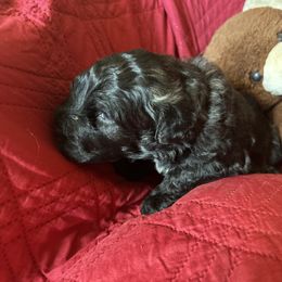 Girl 1 - Fawn female Bouvier des Flandres puppy in Bethlehem, Connecticut from Bouviers Gate House