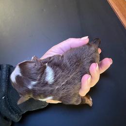 Bright Girl - Red tri female Miniature Australian Shepherd puppy in Kellerton, Iowa from Ebersole Ranch