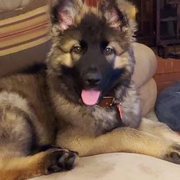 German Shepherd Puppies from Alte Schule Shepherds