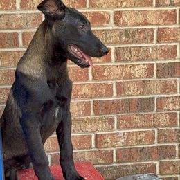 Girl 1 - Black sable female Belgian Malinois puppy in Dallas, Texas from OreVis Malinois