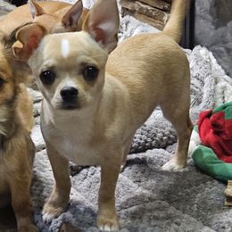 Gabe - Fawn male Chihuahua puppy in Joliet, Illinois from Chihuahua and frenchie favs