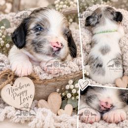 Mr. Green-3800 - Dapple male Dachshund puppy in Sparr, Florida from From the Heart Doxies