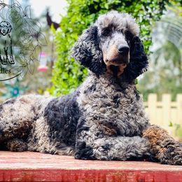 Delta - Poodle