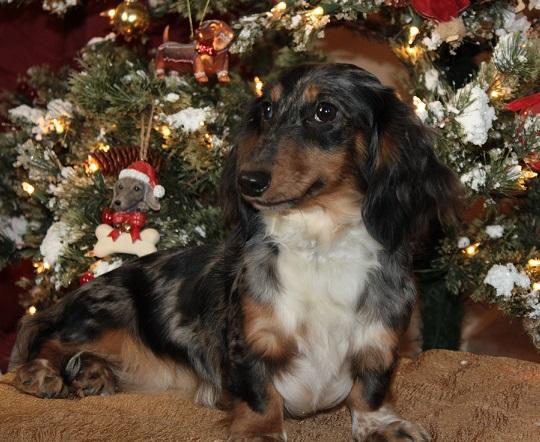Lola
