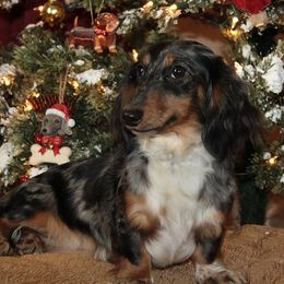 Lola - Dachshund