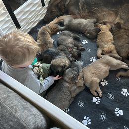German Shepherd Puppies from Scenic City Shepherds
