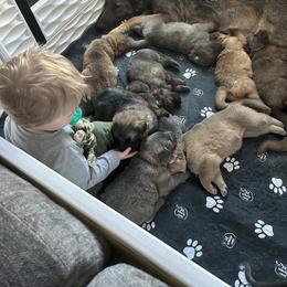 German Shepherd Puppies from Scenic City Shepherds