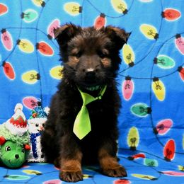 Lime Green collar - Sable female German Shepherd puppy in Ramsey, Illinois from Haus-Farr German Shepherds