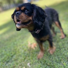 Cavalier King Charles Spaniel Puppies from Brentmoor Cavaliers