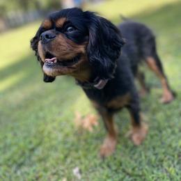 Cavalier King Charles Spaniel Puppies from Brentmoor Cavaliers