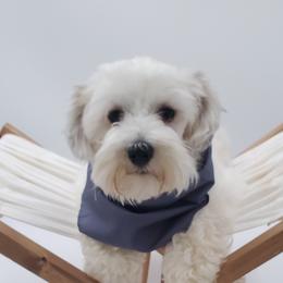 Levi - Miniature Schnauzer