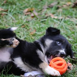 Border Collie, English Setter, and Miniature American Shepherd Puppies from First Harmony Farms