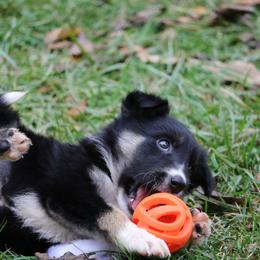 Border Collie, English Setter, and Miniature American Shepherd Puppies from First Harmony Farms