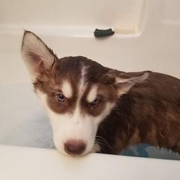 Native American Indian Dog Puppies from Corn Moon Kennels