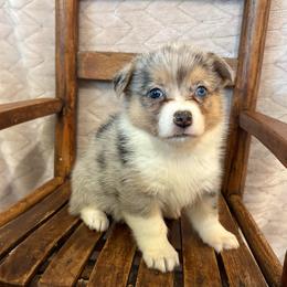 Tramp - Blue merle and white male American Corgi puppy in Decatur, Texas from Bar S Corgis