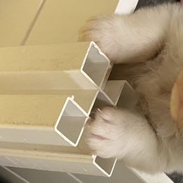 Australian Shepherd Puppies from Mullis Australian Shepherd