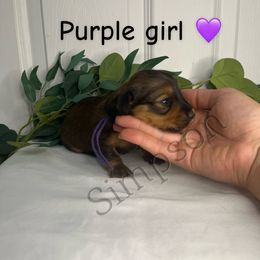 Purple Girl - Red female Dachshund puppy in Yuba City, California from Simpson Dachshunds