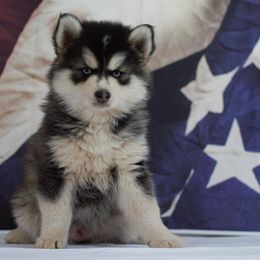Pomskies from The Pomsky Place
