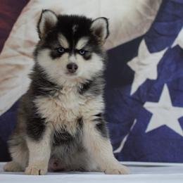 Pomskies from The Pomsky Place