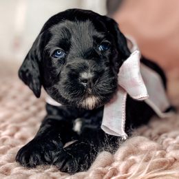 Honor - Black female Australian Labradoodle puppy in Decatur, Alabama from Southern Meadows Doodles