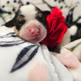 Rose - Tri-color female Cavapoo puppy in Roseville, California from Heavenly Goldendoodles