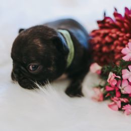 French Bulldog Puppies from Frenchie Bulldog Kisses