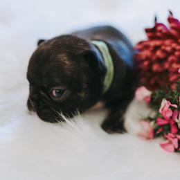 French Bulldog Puppies from Frenchie Bulldog Kisses