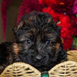 Green - Black and red male German Shepherd puppy in Howell, Michigan from Sheyenne’s Shepherds