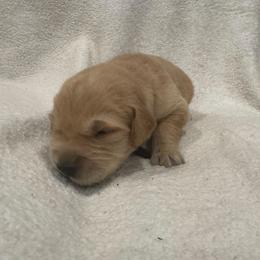 Blitzen:Black collar - Golden male Golden Retriever puppy in Monterey, Tennessee from Lawson’s Green Acres Goldens and Mini Dachshunds