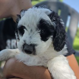 Priscilla - Black and white female Aussiedoodle puppy in Blackfoot, Idaho from Draper Mountain Doodles