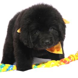 Oh My Darling  (Yellow) - Black female Newfoundland puppy in Kimball Twp, Michigan from Pine River Newfoundlands