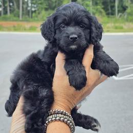 Fall - Black and white male Cockapoo puppy in Cleveland, Georgia from Jam's Doodles And Poodles