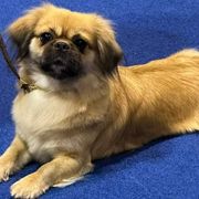 Tibetan Spaniels from Graymatter