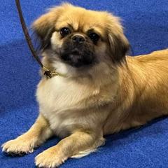 Tibetan Spaniels from Graymatter