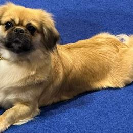 Tibetan Spaniels from Graymatter